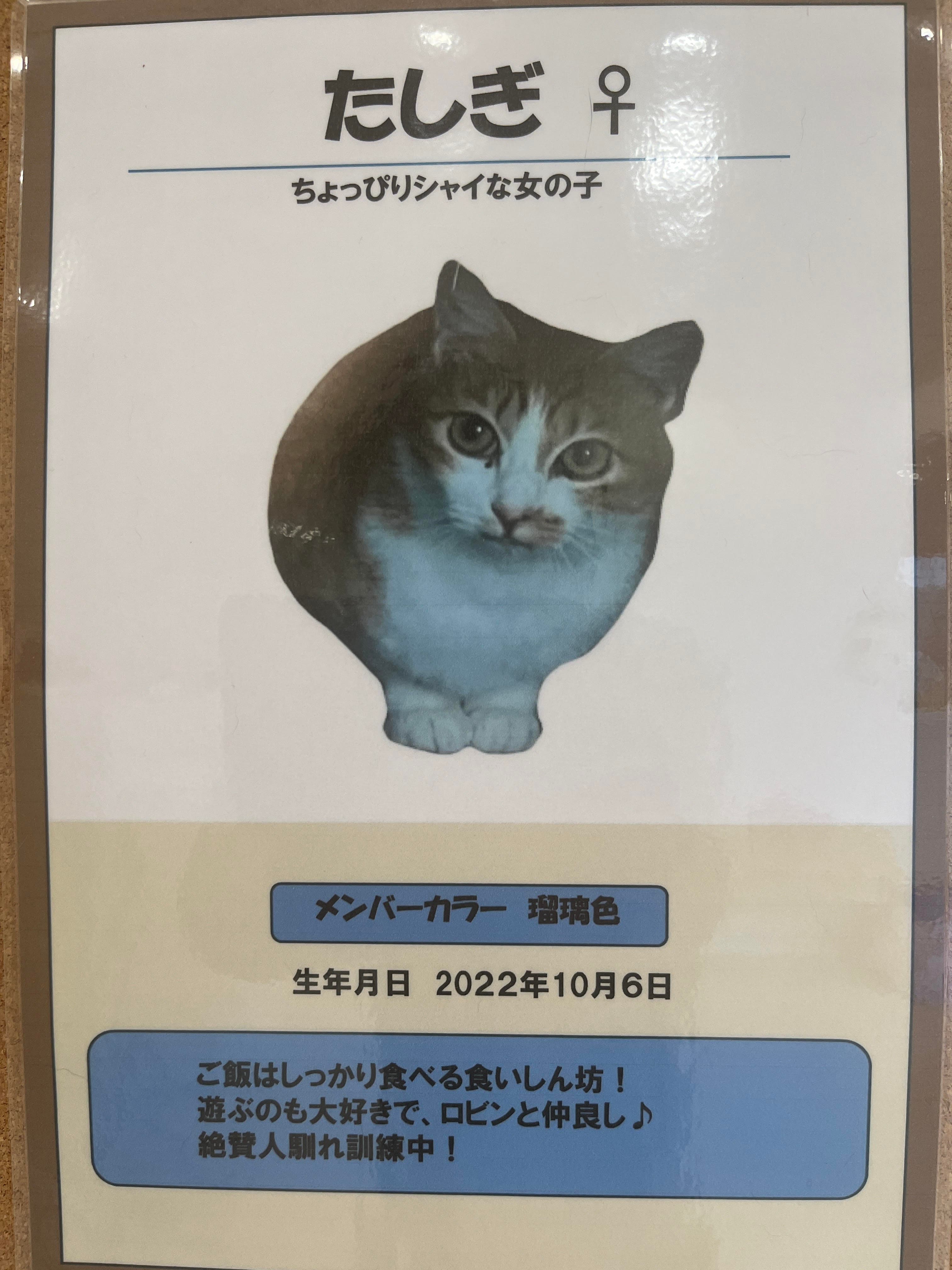 たしぎ