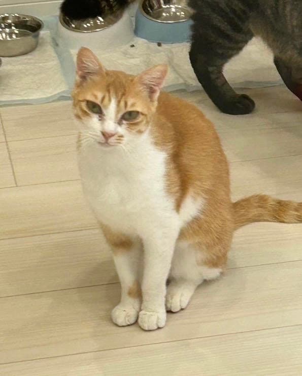 たしぎ 2
