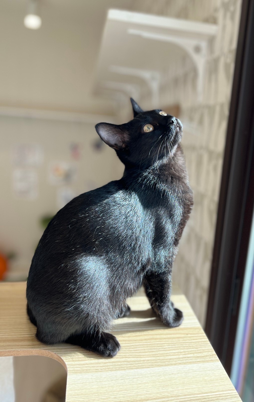 フェルン