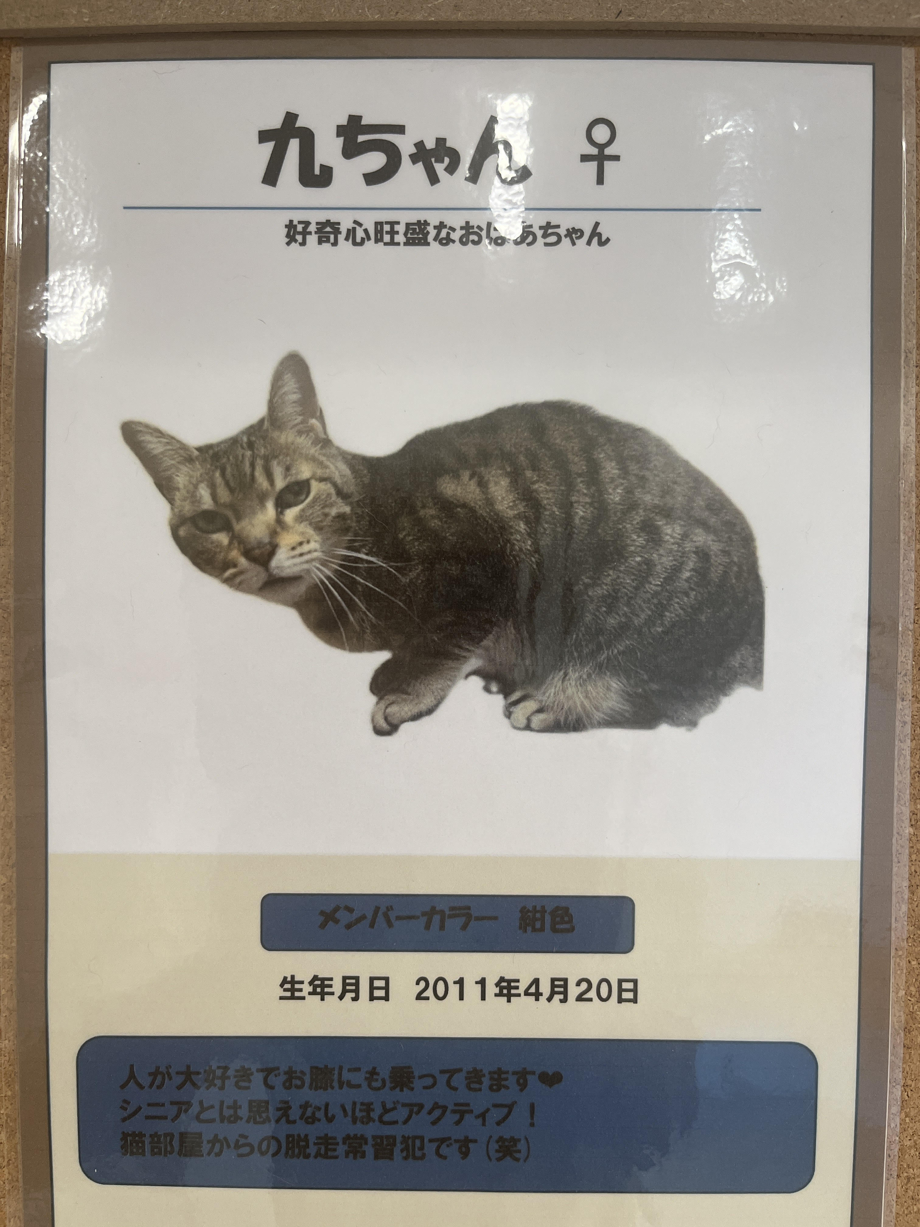 九ちゃん