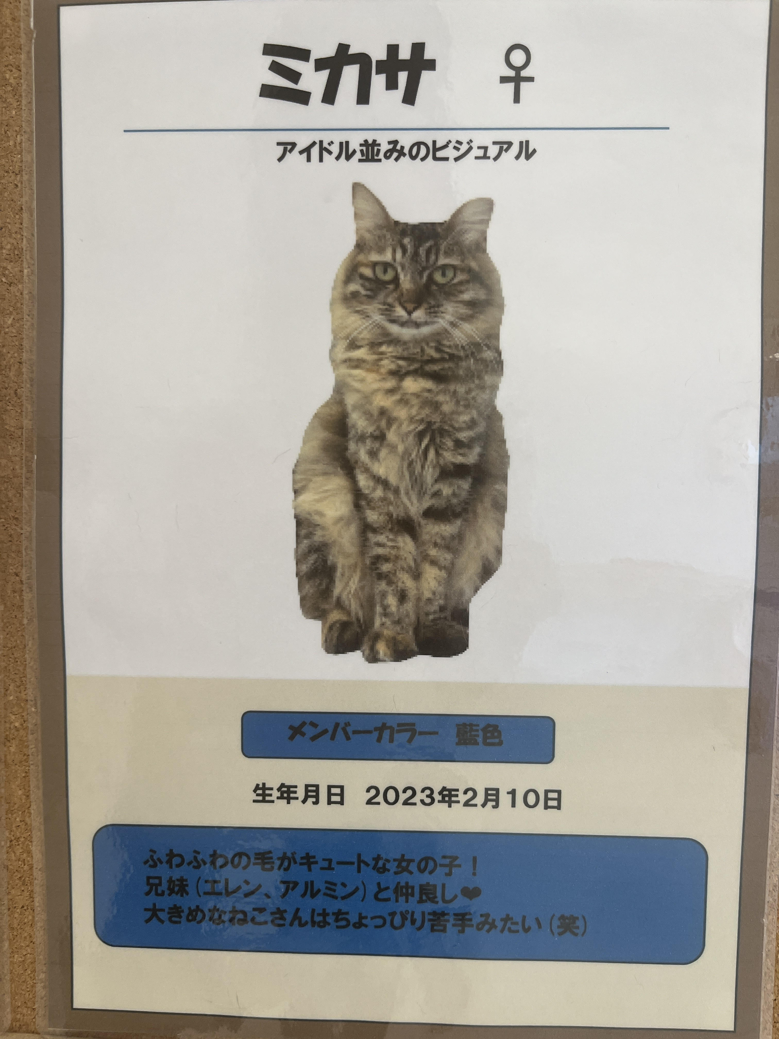 ミカサ