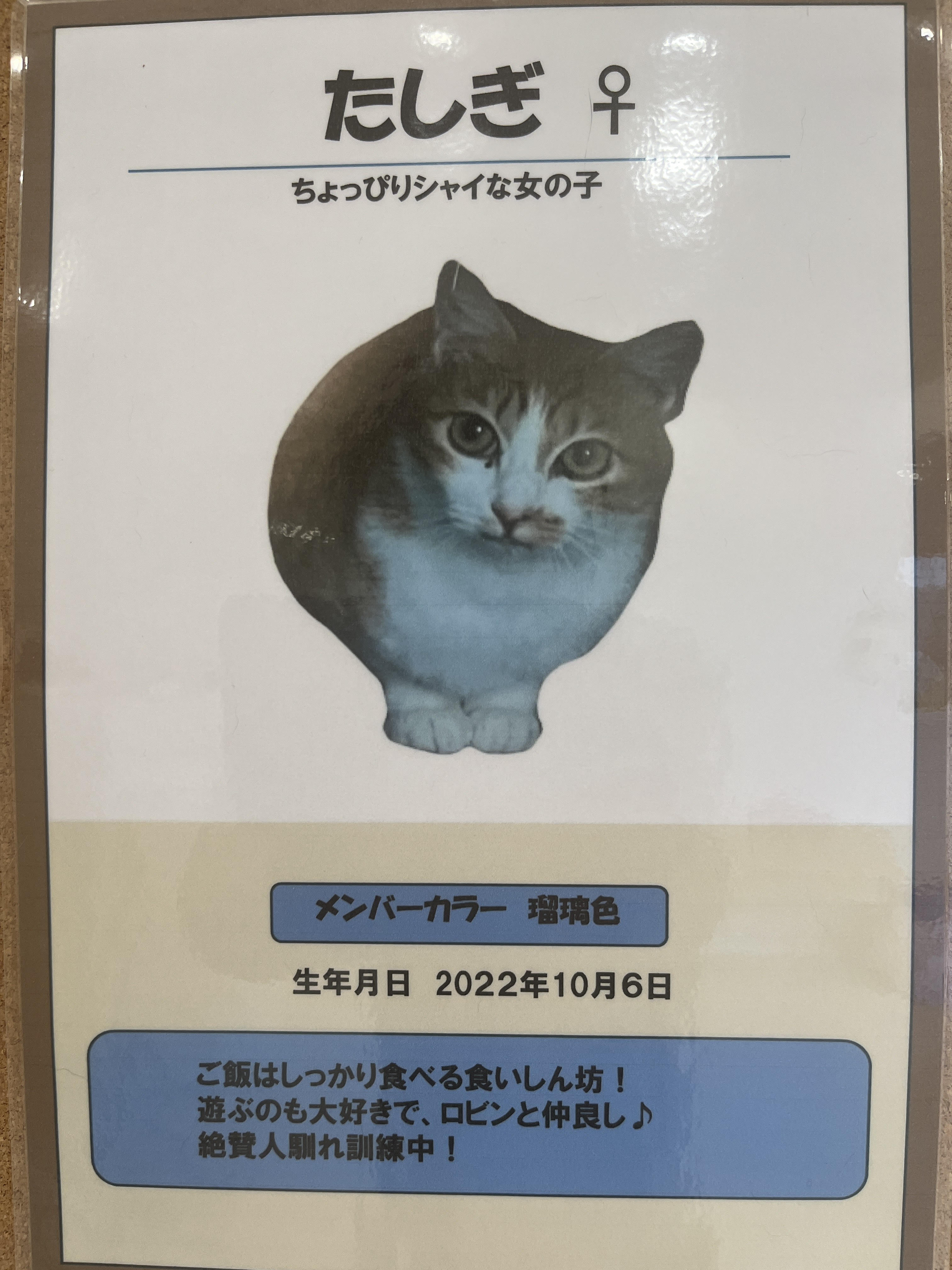 たしぎ