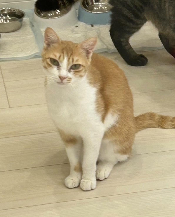 たしぎ